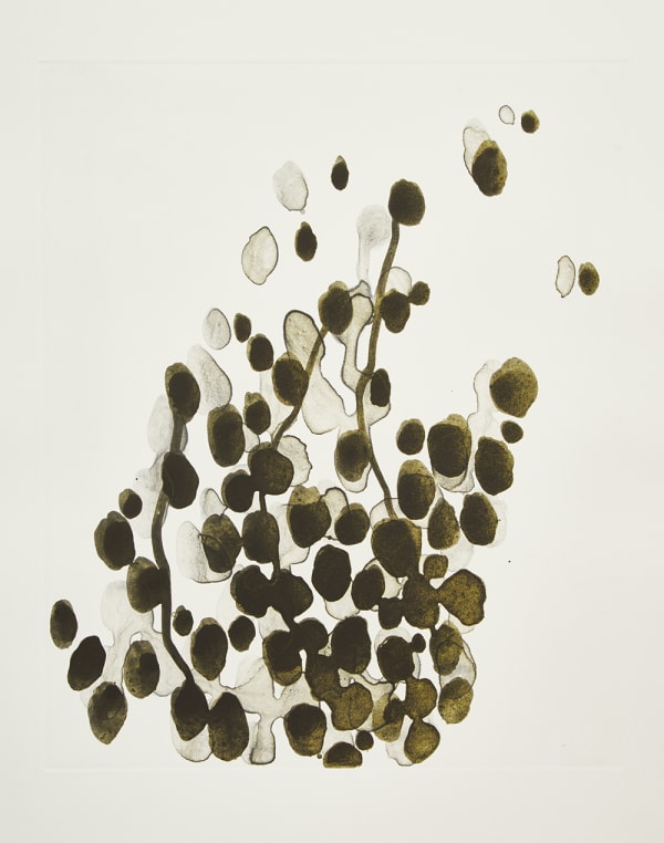 Hen Coleman, Beech Veil 1, 2017