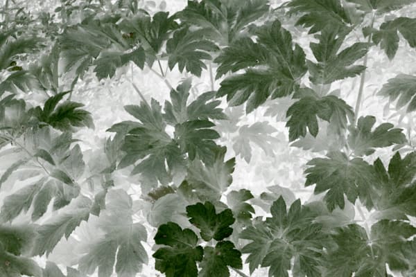 Maciej Urbanek, Volatile Matters X