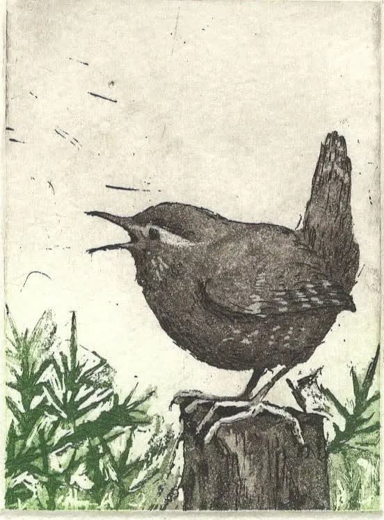 Deirdre McKenna - Wren