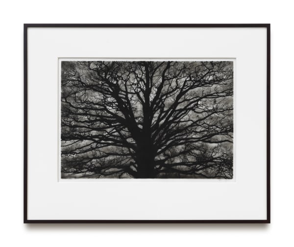 Robert Longo, Study of Brain Tree, 2018