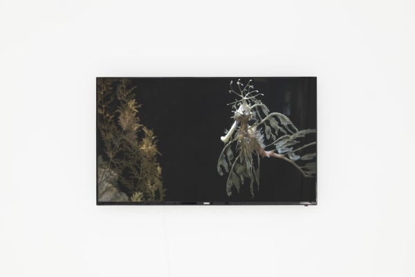 Alice Wang 王凝慧, Oracle, 2017