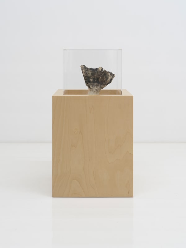 Miranda Fengyuan Zhang 张丰渊, FF010, 2025