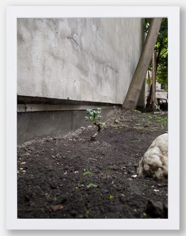 Alice Wang 王凝慧, Untitled 无题, 2013