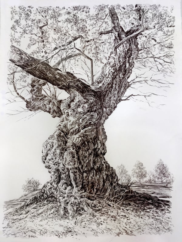 Rick Shaefer, Old Cherry Tree, 2021