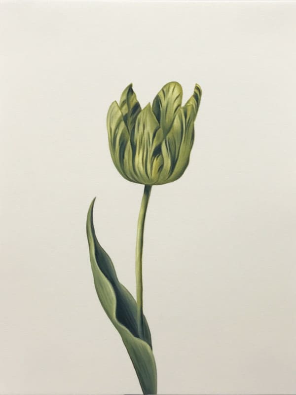 Shelley Reed, Tulip 6 (after Marrell) Holbein HOC Cinnabar Green Light and W/N Blue Black, 2022