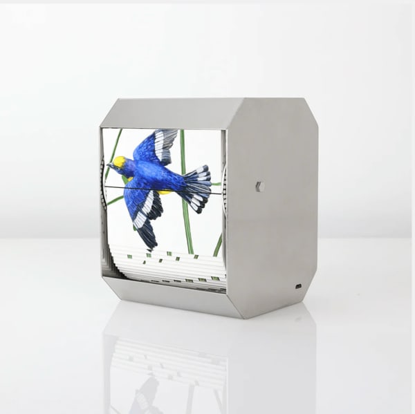 J.C. Fontanive, Purple-Throated Euphonia Songbird, 2021