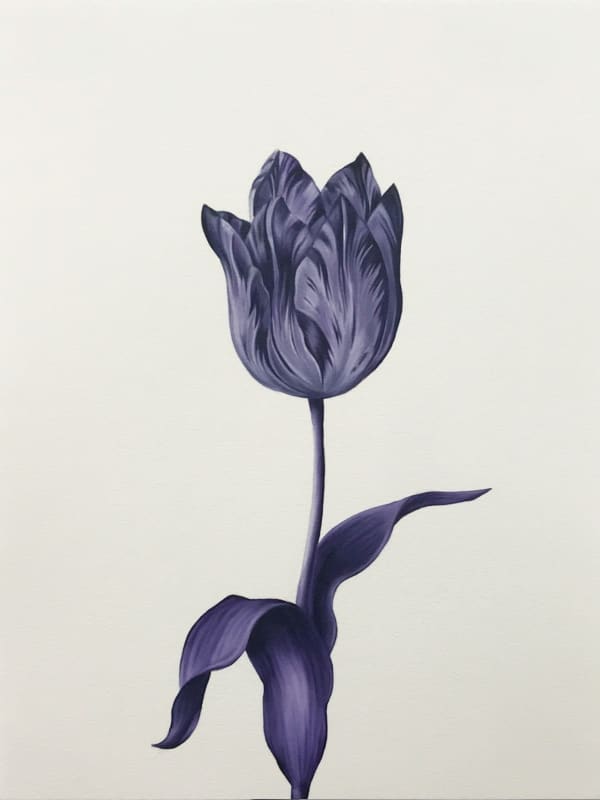 purple tulip