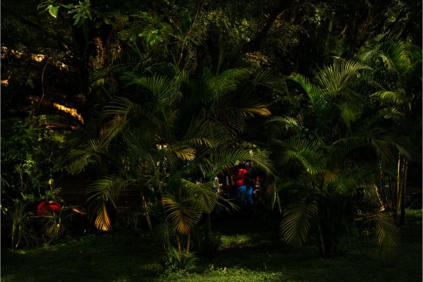 from the series Landscape Crystallization, Parque da Luz, 2018