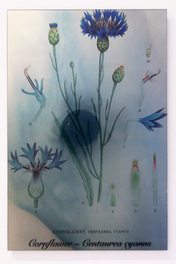 Janet Laurence, Plants Bleed Lakes (Cornflower), 2020
