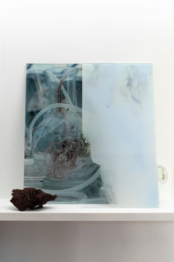 Janet Laurence, Healing from Beneath II, 2024