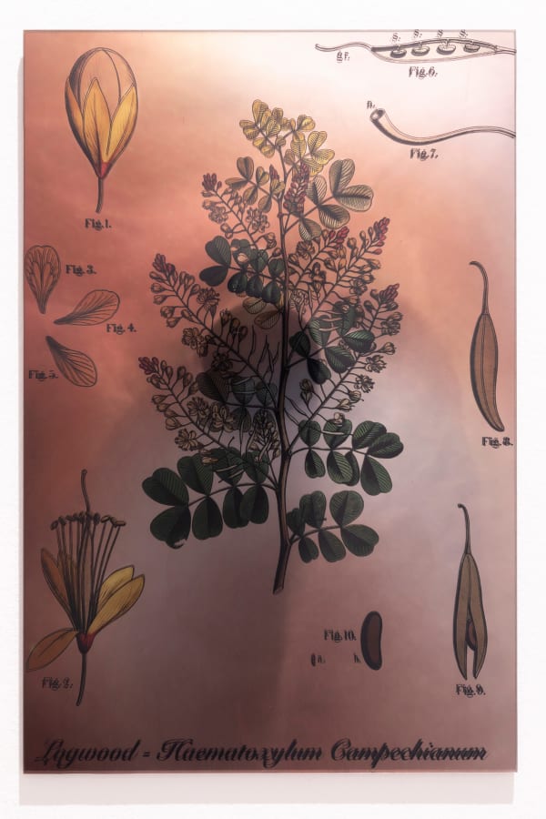 Janet Laurence, Plants Bleed Lakes (Logwood), 2020