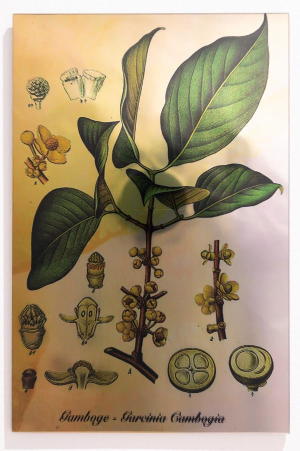 Janet Laurence, Plants Bleed Lakes (Gamboge), 2020