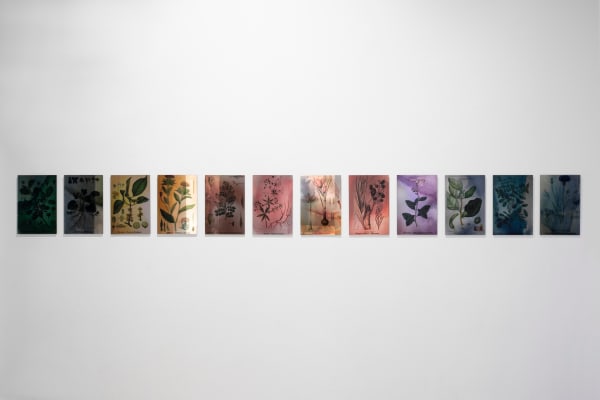 Janet Laurence, Plants Bleed Lakes, 2020