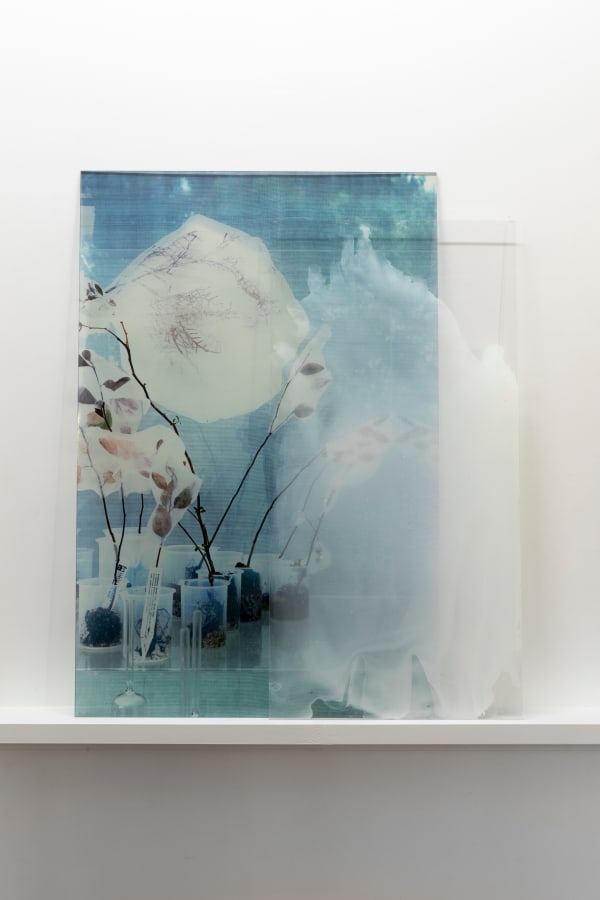 Janet Laurence, Cloud Healing, 2024