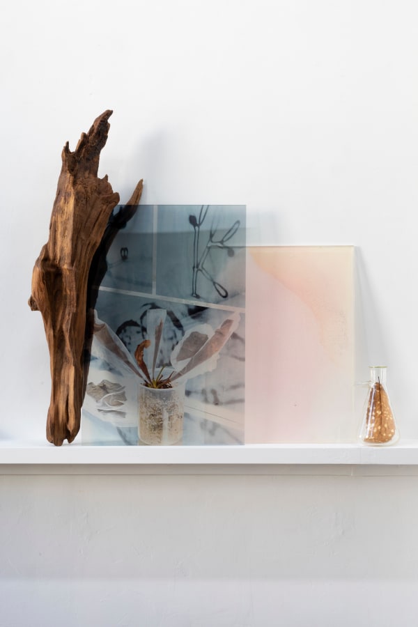 Janet Laurence, Regenerating, 2024