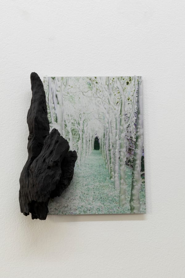 Janet Laurence, Into Wonder, 2024