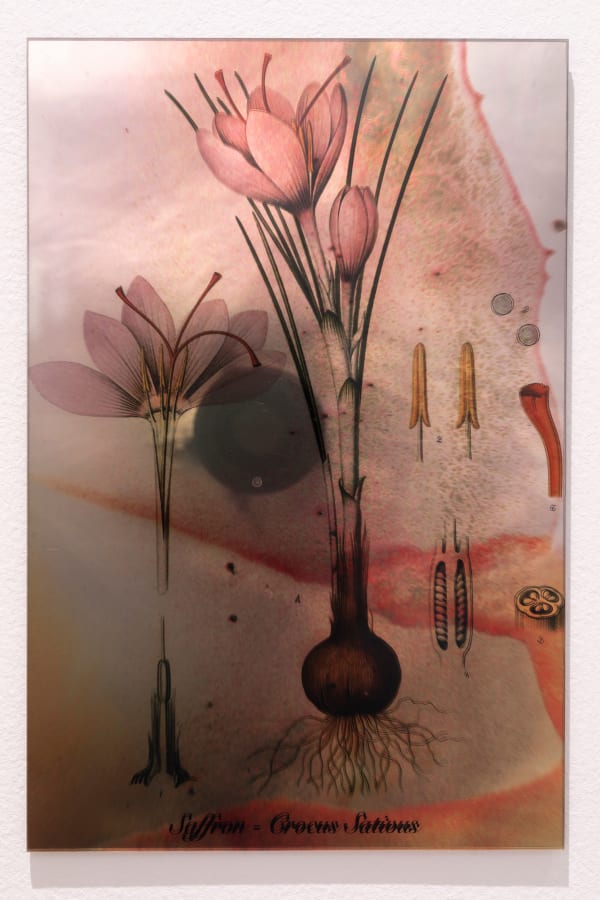 Janet Laurence, Plants Bleed Lakes (Saffron), 2020