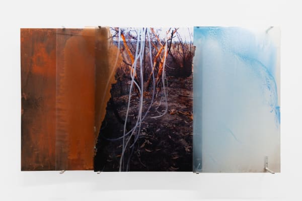 Janet Laurence, Harvesting the dew from fire country, 2011