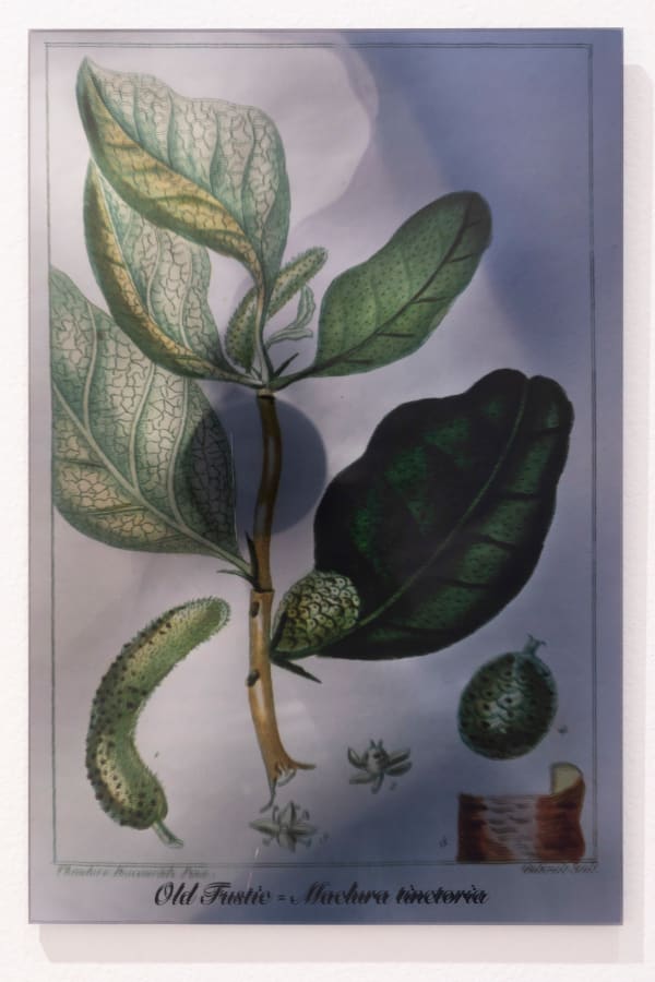 Janet Laurence, Plants Bleed Lakes (Old Fustic), 2020