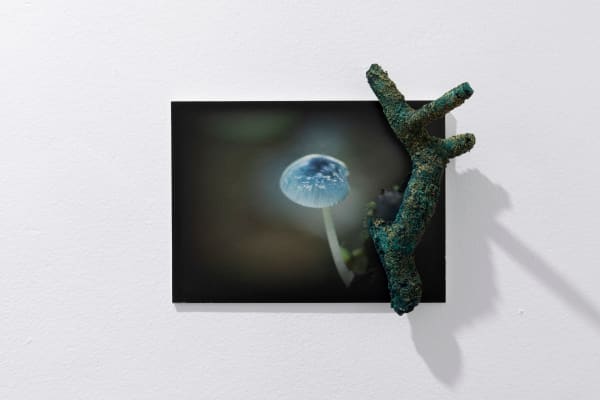 Janet Laurence, Secret of the Plant, 2024