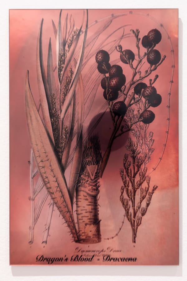 Janet Laurence, Plants Bleed Lakes (Dragon's Blood), 2020