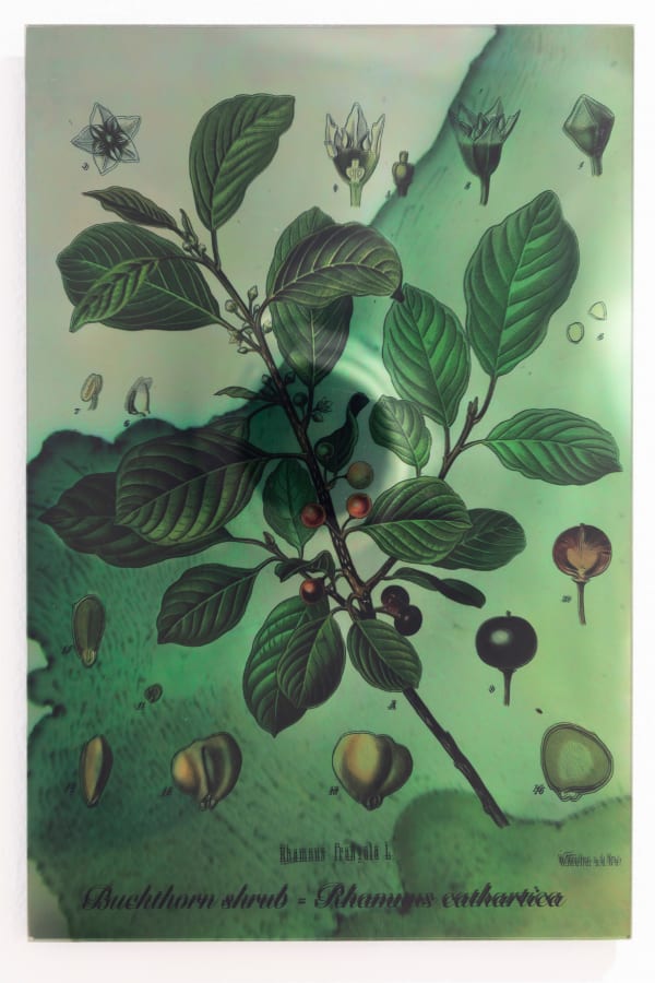 Janet Laurence, Plants Bleed Lakes (Buchthorn Shrub), 2020