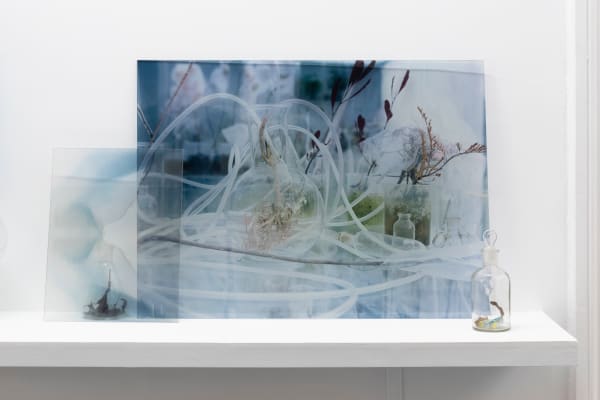 Janet Laurence, Healing from Beneath I, 2024