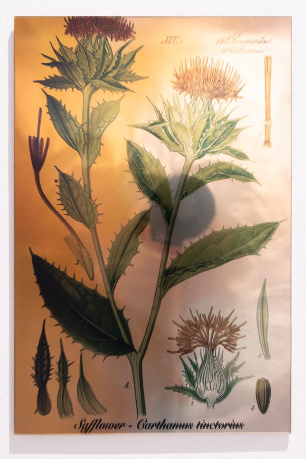 Janet Laurence, Plants Bleed Lakes (Safflower), 2020