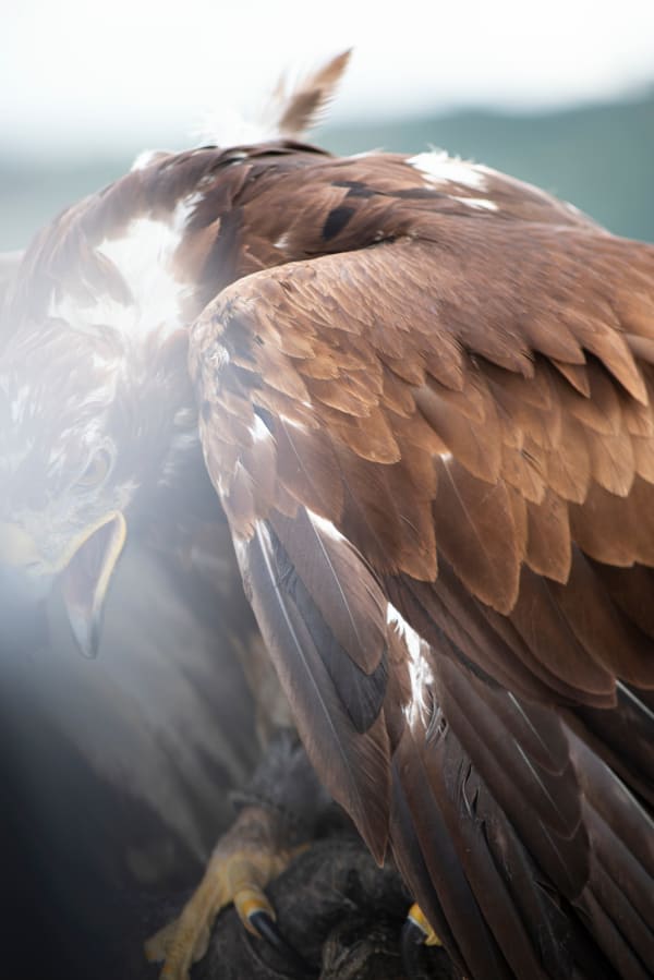 Martina Zanin, Fury, 2021