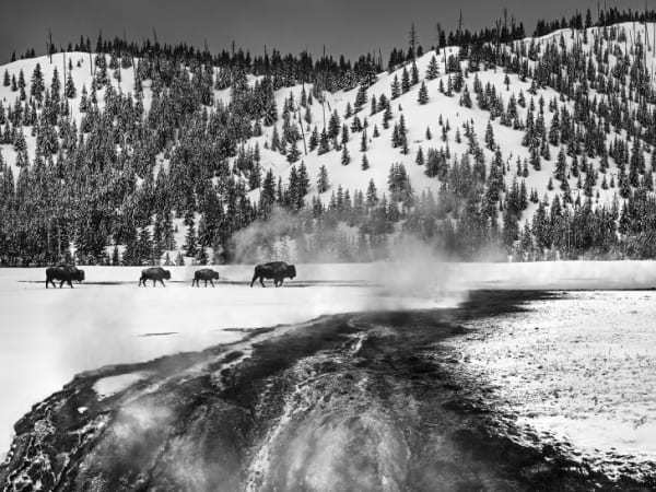 Yellowstone