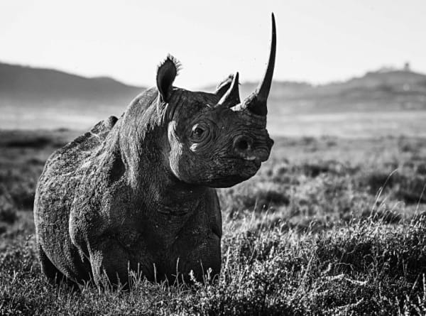 Kifaru