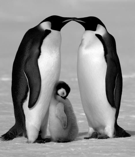 Contentment