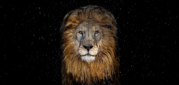 The Lion (Color)