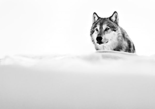 The Focused Wolf