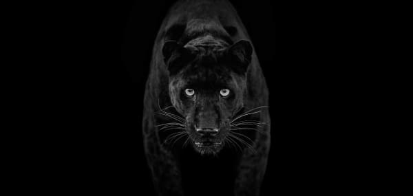 Black Magic