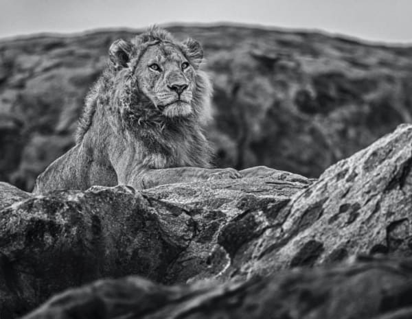 Serengeti