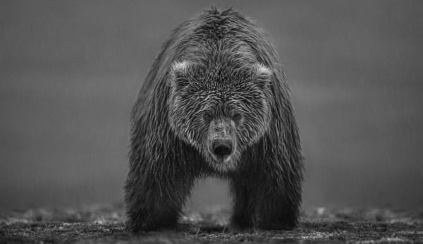 Bearish II