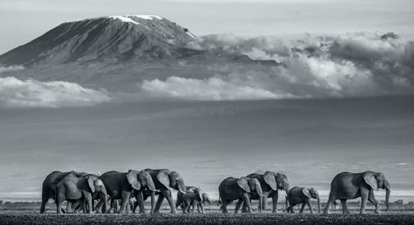 Walk The Line II