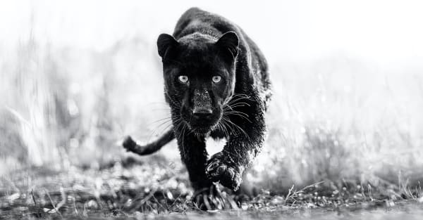 T’Challa