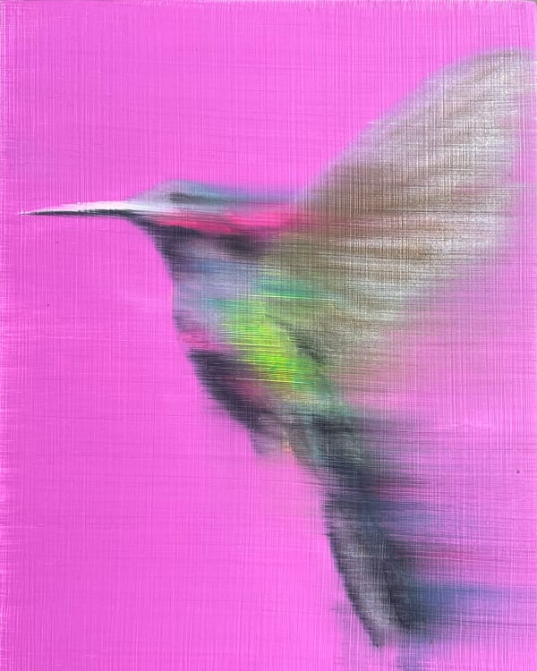 Fuchsia Hummingbird, 2020