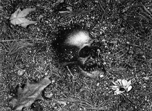 Vanitas Pictures of Soil