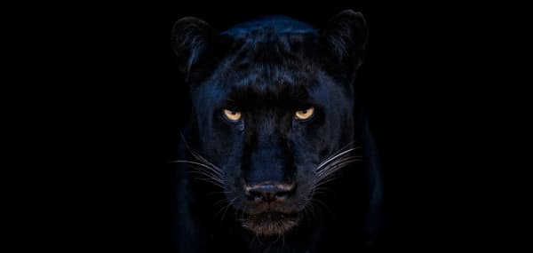 The Black Panther Club (Color)
