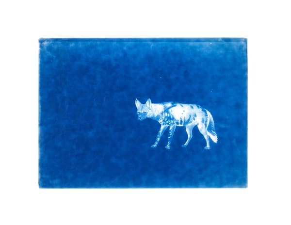 LigoranoReese, African Wild Dog (lycaon pictus), 2024