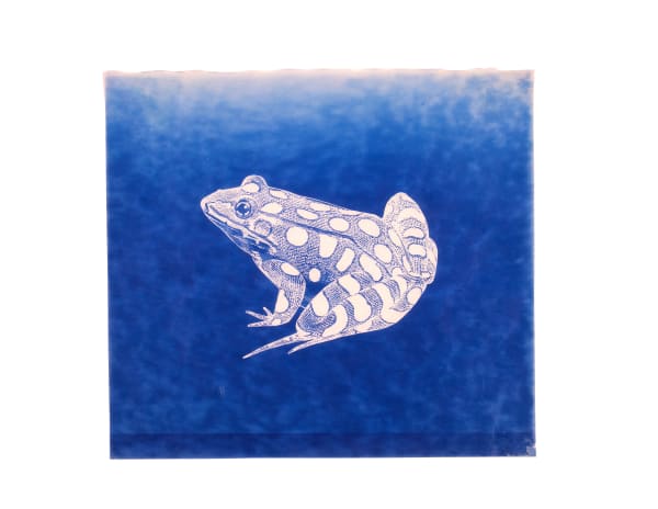 LigoranoReese, Northern Leopard Frog (Lithobates pipiens), 2024