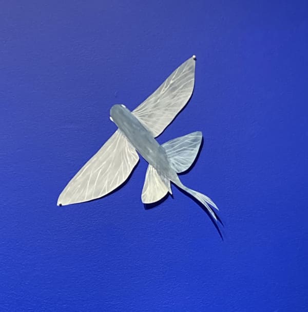 Nina Katchadourian, Flying Fish #1, 2020