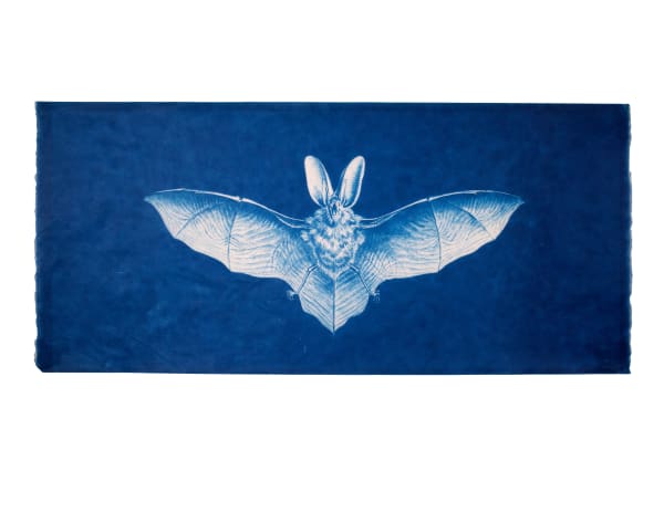 LigoranoReese, Virginia Big Earred Bat (Corynorhinus townsendii virginianus), 2024