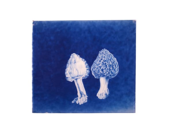 LigoranoReese, Yellow Morel (Morchella esculenta), 2024