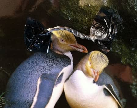 Nina Katchadourian, Ornate Sugar-crested Penguin from the Birds of New Zealand series, 2011