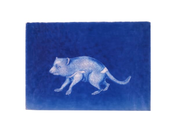 LigoranoReese, Tasmanian Devil (Sarcophilus harrisi), 2024