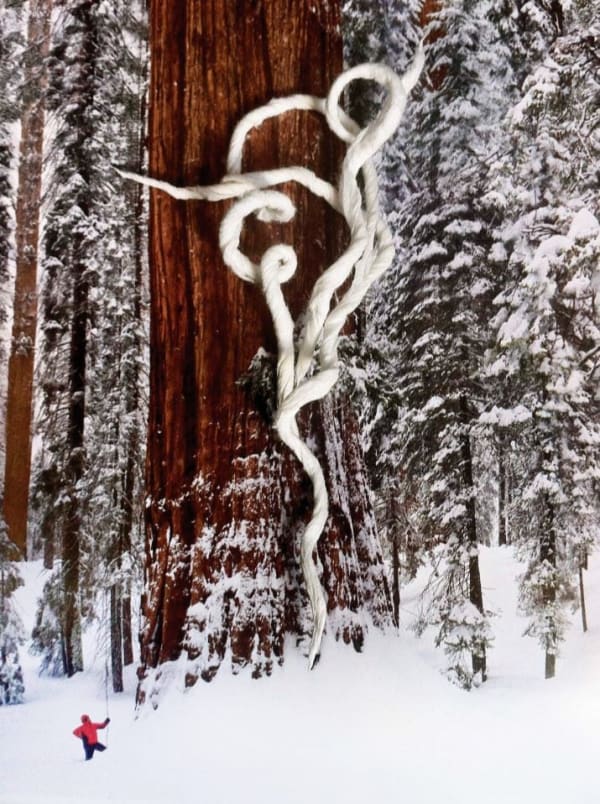 Nina Katchadourian, Giant Redwood ("Seat Assignment" project), 2010-ongoing, 2012